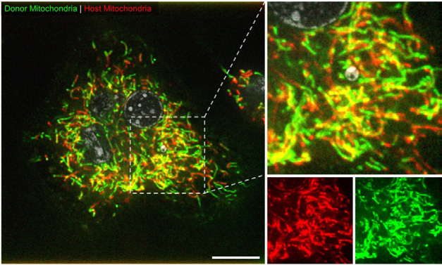 Graphical abstract: macrophages recycling mitochondria from engulfed apoptotic cells