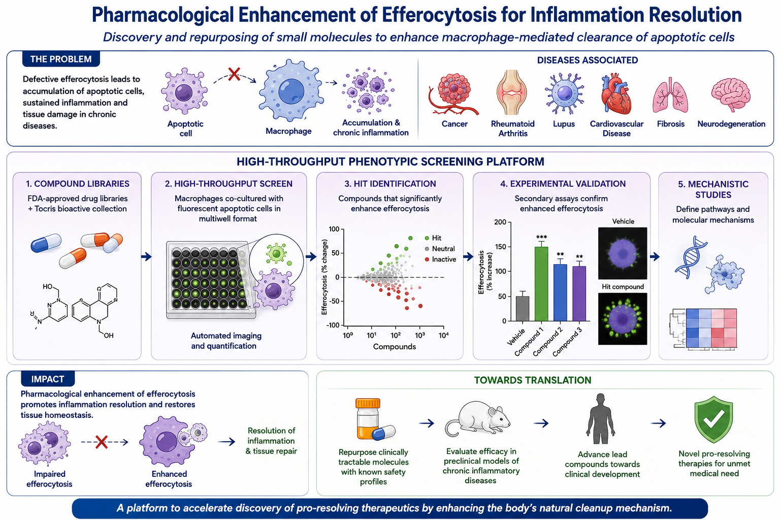 Graphical abstract: a phenotypic screen identifies small molecules that enhance macrophage efferocytosis