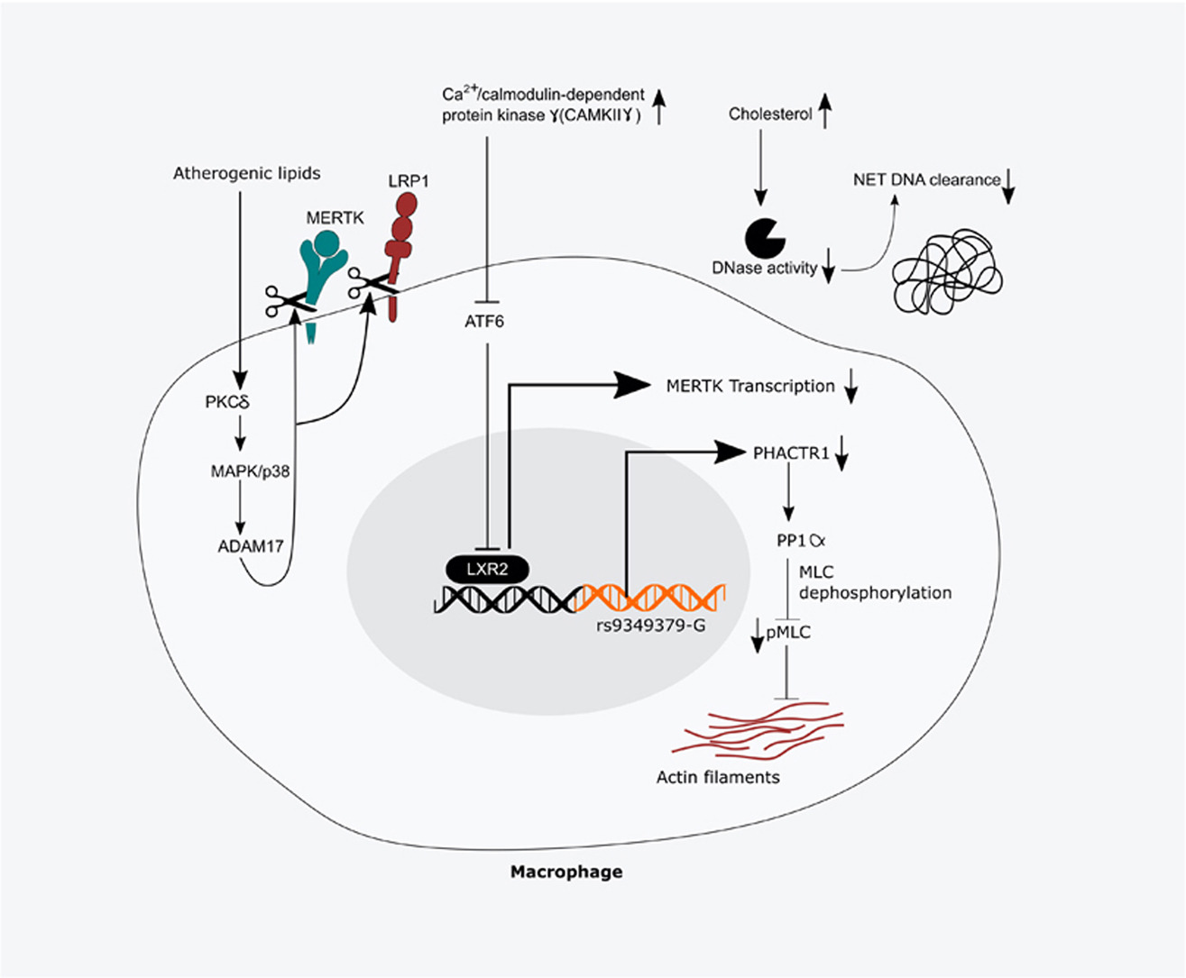 Schematic of macrophage signalling governing dead-cell and NET-DNA clearance in the atherosclerotic plaque