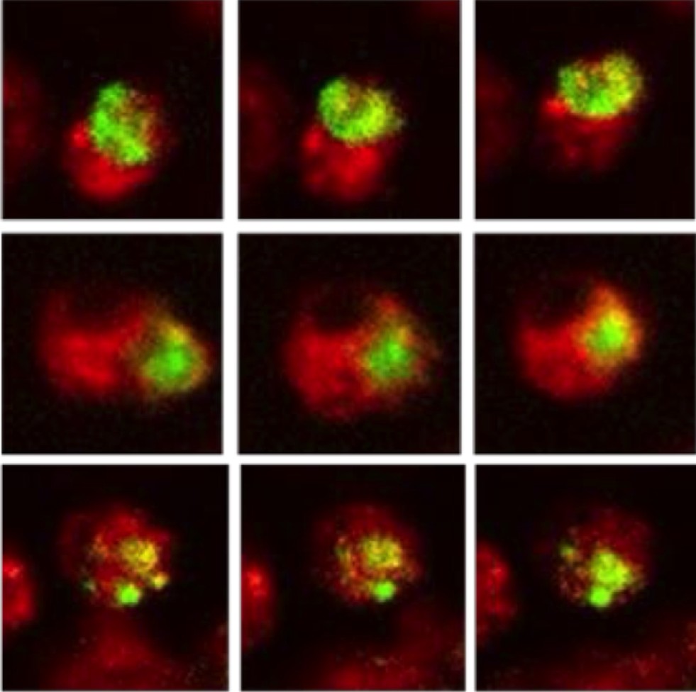 Fluorescence microscopy of macrophage efferocytosis of apoptotic cells